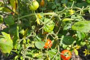 Herbs, Fruit Bushes, Tomato Plants