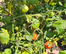 Herbs, Fruit Bushes, Tomato Plants