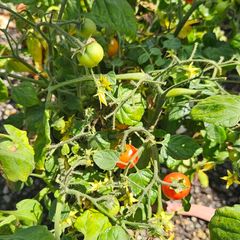 Herbs, Fruit Bushes, Tomato Plants