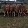 1 Pedigree Limousin Bull & heifers Image 2