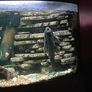 Extra large plecostamus Image 2