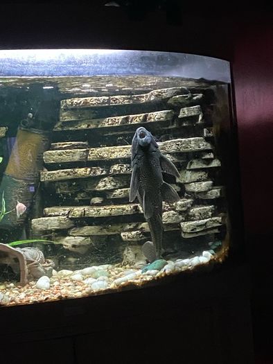 Extra large plecostamus