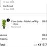 Ficus lyrata - Fiddle Leaf Fig plant Image 2