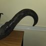 African Water Buffalo Horns Image 7