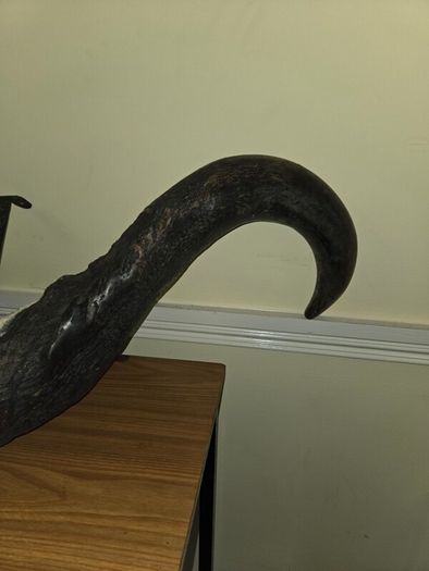 African Water Buffalo Horns