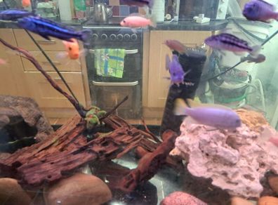 fish tank