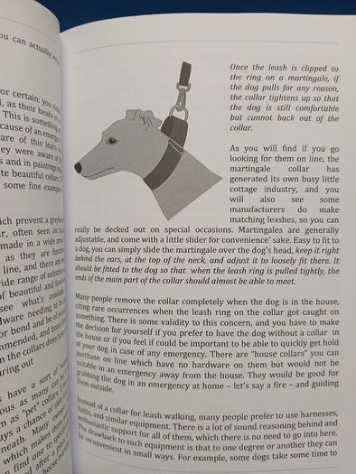 Understanding Greyhounds - Mary Fox