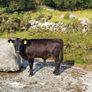 Cow and calf for sale Image 6