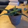 plant Image 2