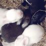 Rabbits. Quality Flemish Giants and Mini lops Image 9