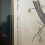 Vintage bird prints by the British wildlife artist David Andrews Image 7