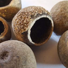 Woodapple 5cm 3 pieces
