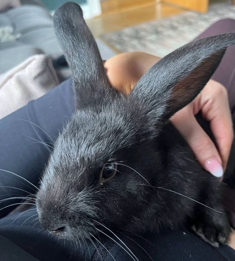 Two male rabbits and hutch's free to good home