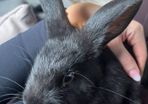 Two male rabbits and hutch's free to good home
