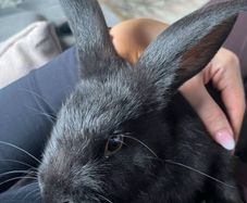 Two male rabbits and hutch's free to good home