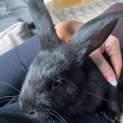 Two male rabbits and hutch's free to good home