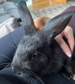 Two male rabbits and hutch's free to good home