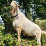 Stolen Buck Goat Image 2