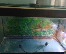 Fish tank