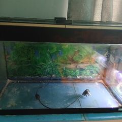 Fish tank