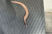 Vintage Rusty Hook