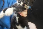 kittens