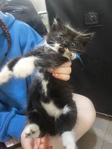 kittens