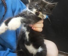 kittens