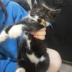 kittens
