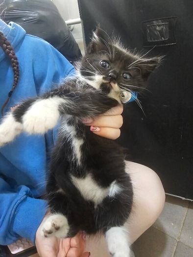 kittens
