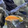 Cichlid free for a good home Image 2