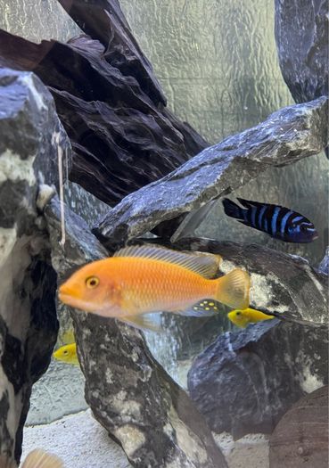 Cichlid free for a good home