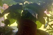 coffea arabica plant