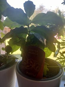 caffea arabica plant