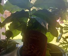 caffea arabica plant