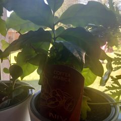 caffea arabica plant