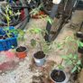 food plants Image 2