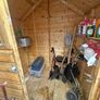 Timber Garden Shed Image 3