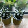 Succulents Plants in can Image 2