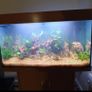 Juwel 115 litre aquarium Image 3