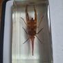 resin encased insects Image 2