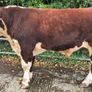Pedigree Hereford Bulls for Sale Image 3
