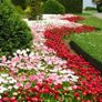 (D) Pomponette Daisy Mixed Seeds 0.1g (883607) Image 5