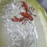 Lobster Carlton Plate Image 2