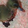 Ducklings Image 3