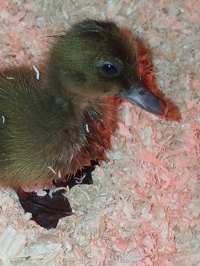 Ducklings