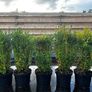 Box Hedging Image 2
