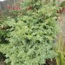plant Image 2