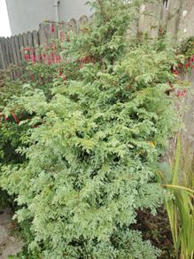 Plant