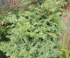 Plant